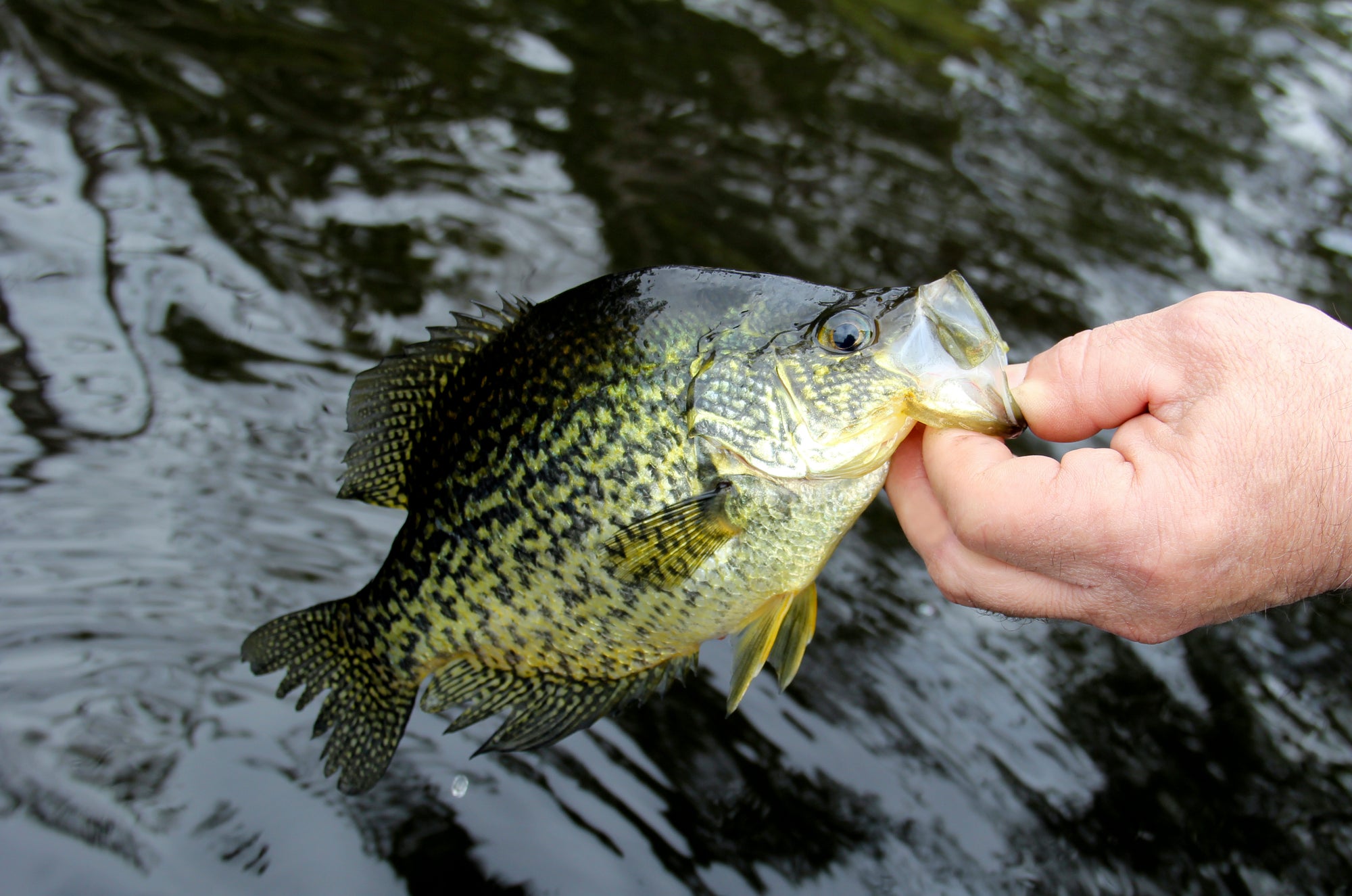 Best Crappie Lures for Summer Kayak Fishing