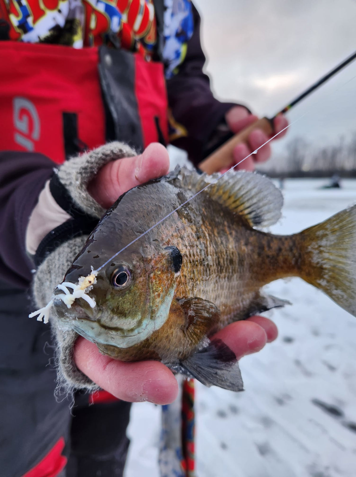 Freedom Baitz Hornet Straight-Tail Soft Plastic