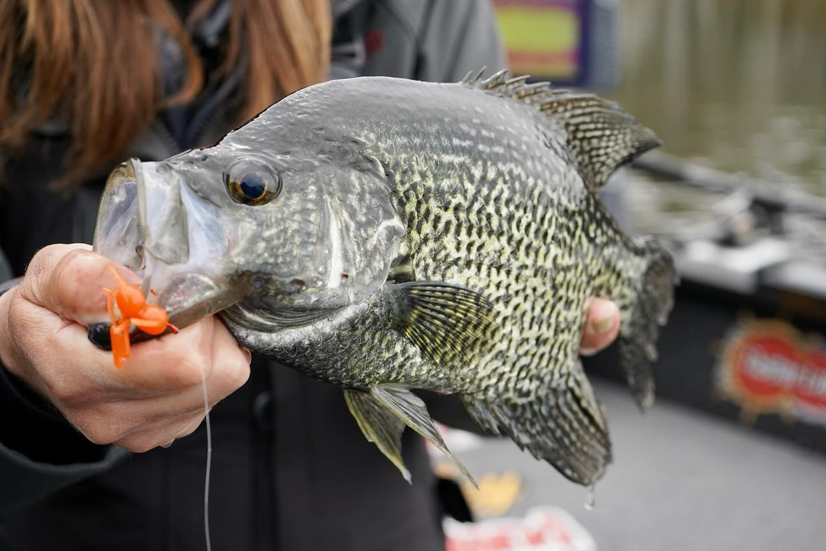 Freedom Baitz Apache Panfish Soft Plastic