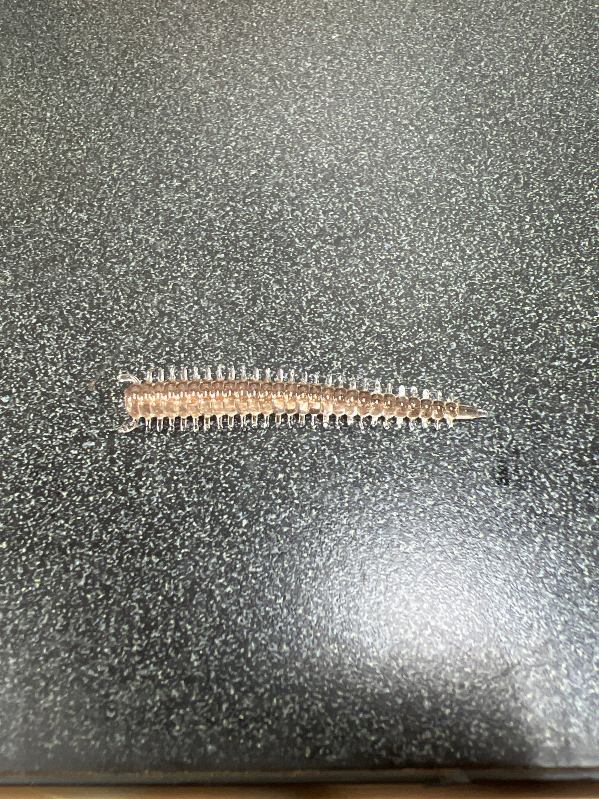 2in Sandworm soft plastic bait for crappie fishing