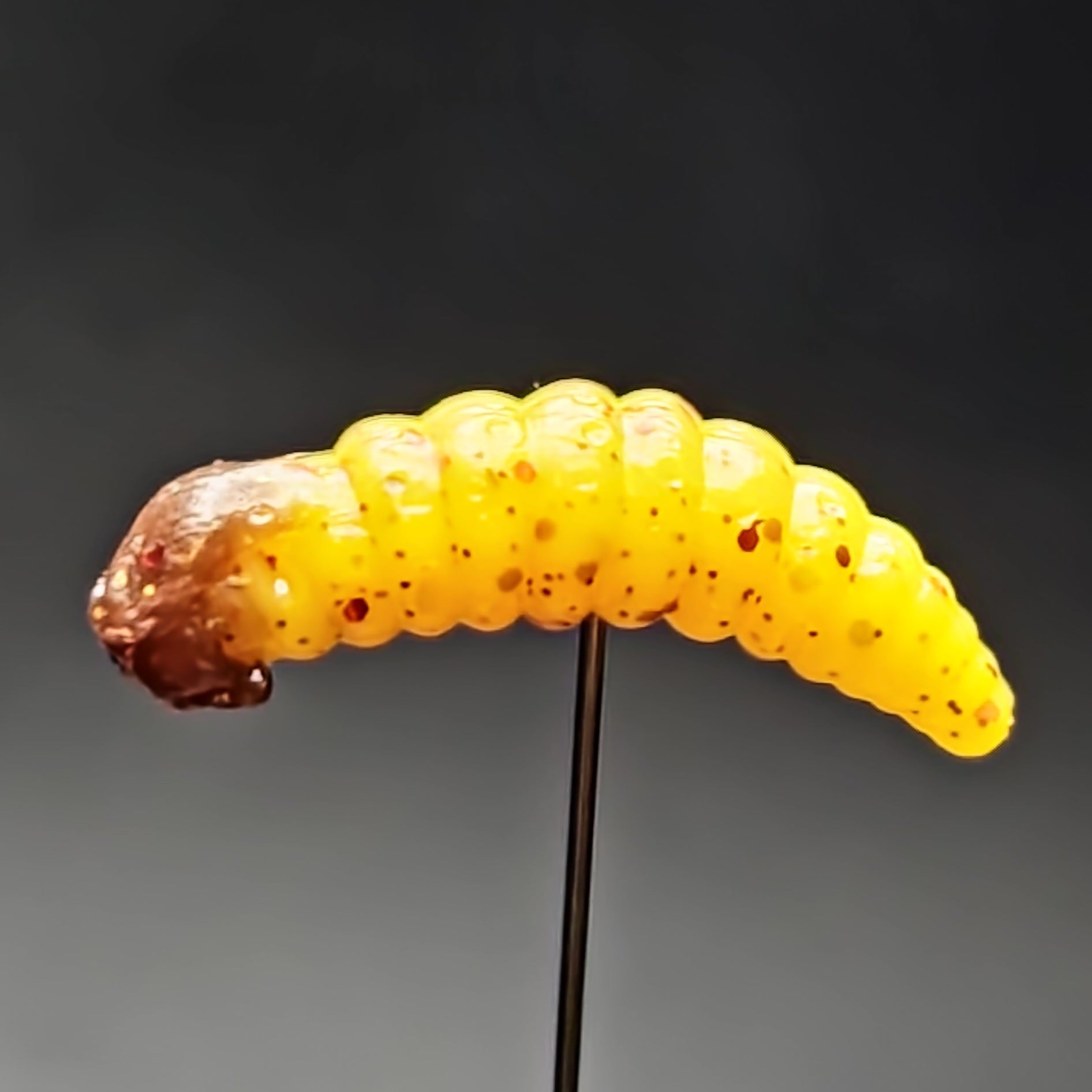 realistic waxworm soft plastic lure for trout