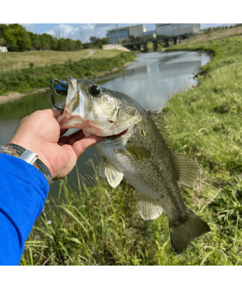 WM Bayou Techno Frog 4.1″ Twitch Ned Finesse Bait
