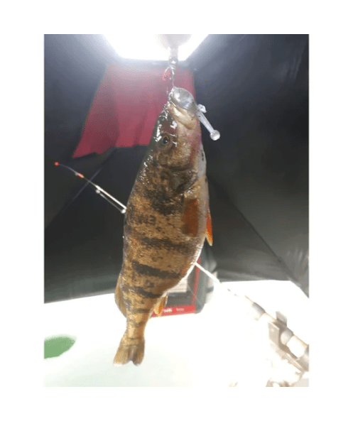 WM Bayou Tadler 1.4″ Micro Rainbow Trout Lure