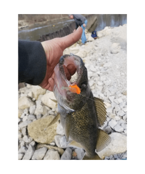WM Bayou Tadler 1.4″ Micro Rainbow Trout Lure