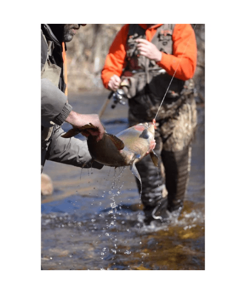 WM Bayou Tadler 1.4″ Micro Rainbow Trout Lure