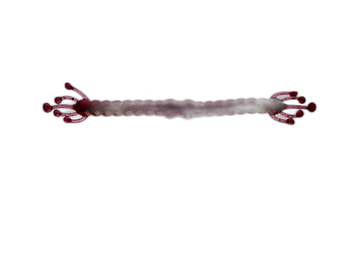 WM Bayou Wacky Alien 6.25″ Rig Worm